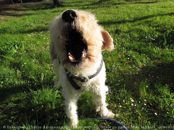 Photo de Fox terrier  poil dur