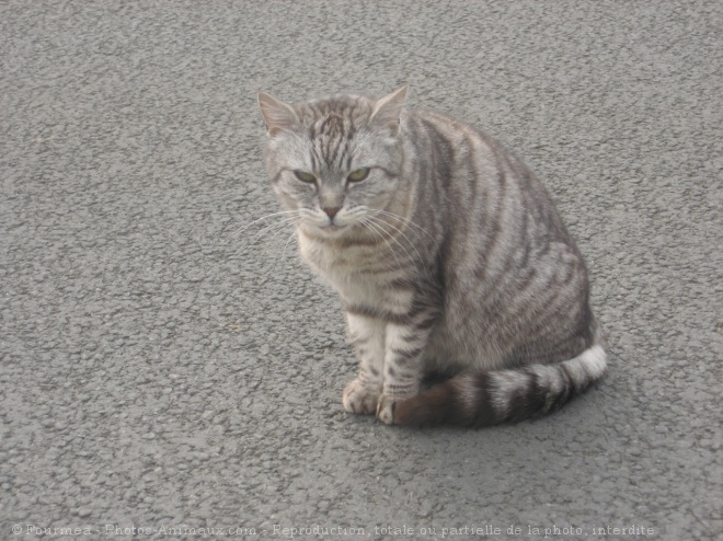 Photo de Chat domestique