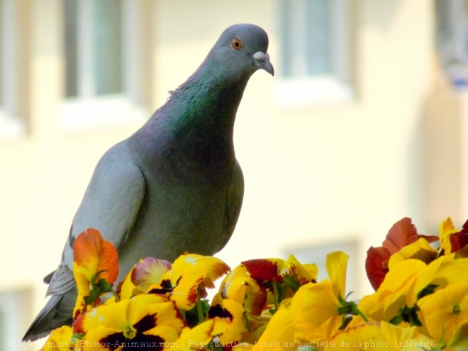 Photo de Pigeon