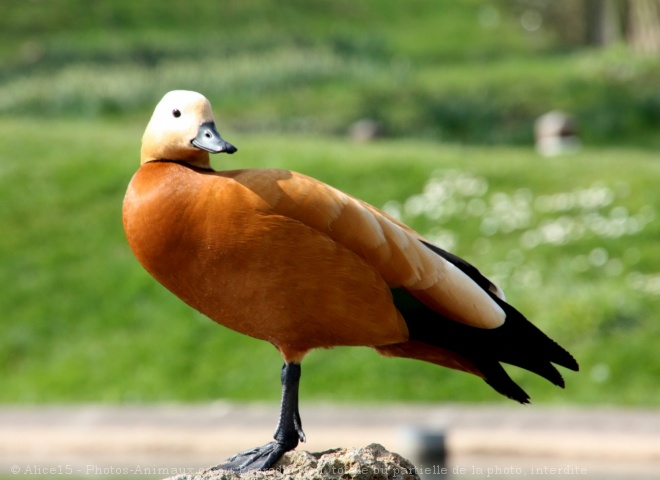 Photo de Canard tadorne casarca