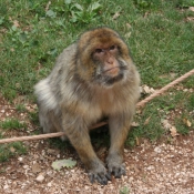 Photo de Singe - macaque