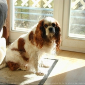 Photo de Cavalier king charles spaniel