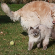 Photo de Golden retriever