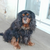 Photo de Cavalier king charles spaniel