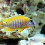 Photo de Cichlid - apistogramma