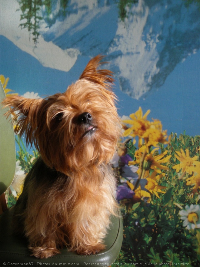 Photo de Yorkshire terrier