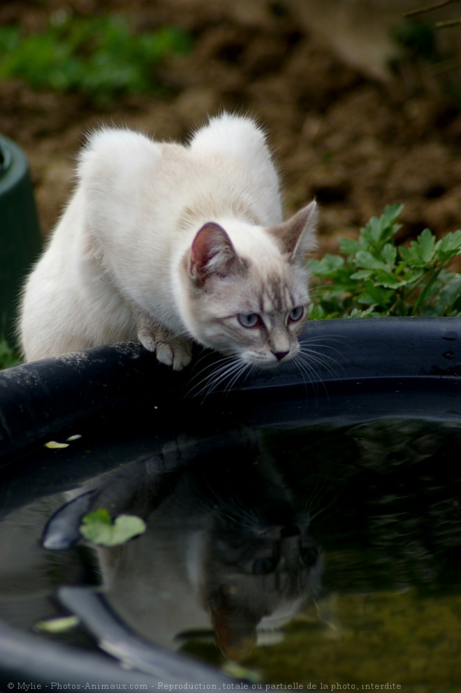 Photo de Chat domestique