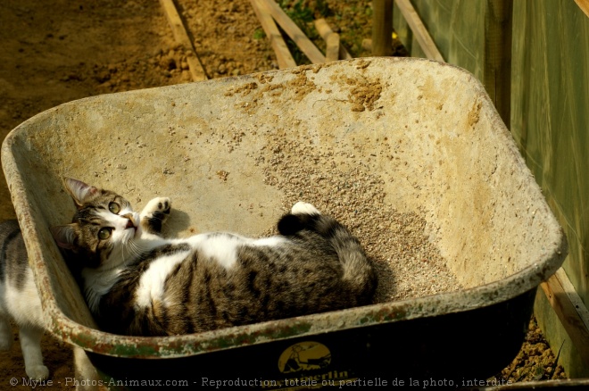 Photo de Chat domestique