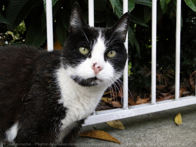 Photo de Chat domestique