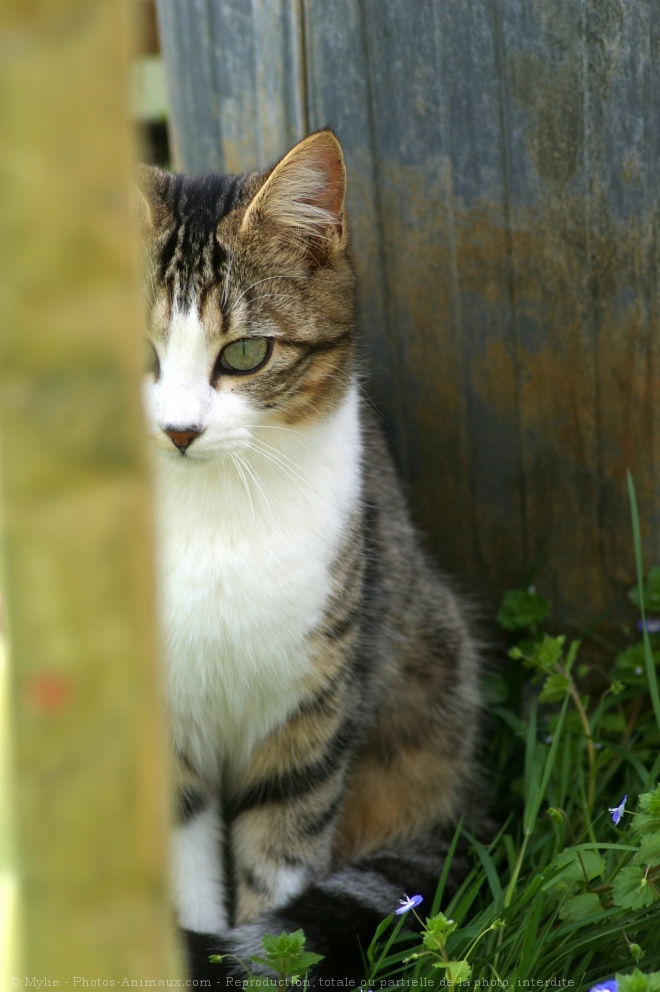 Photo de Chat domestique