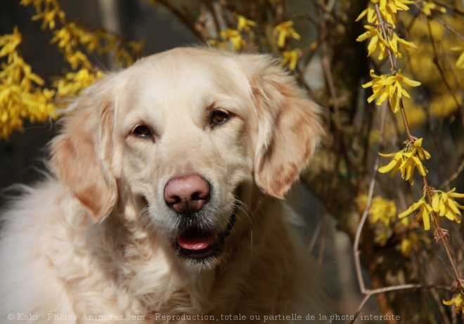 Photo de Golden retriever