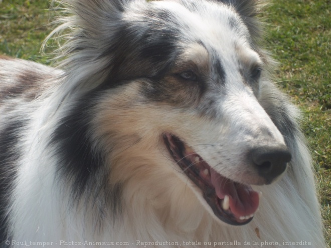 Photo de Chien de berger des shetland