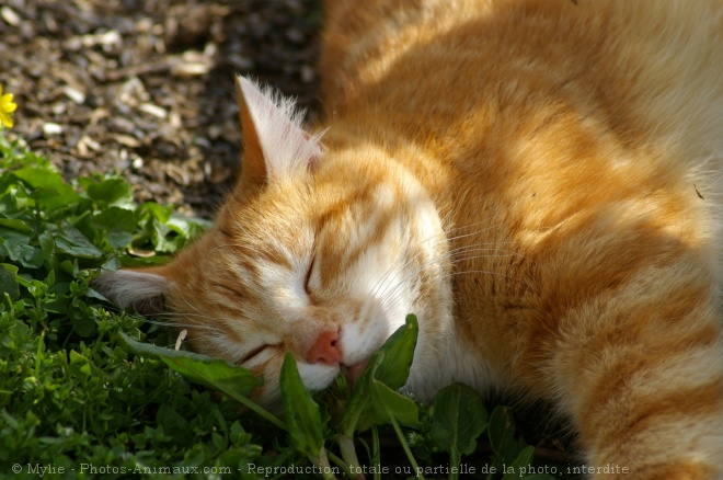 Photo de Chat domestique