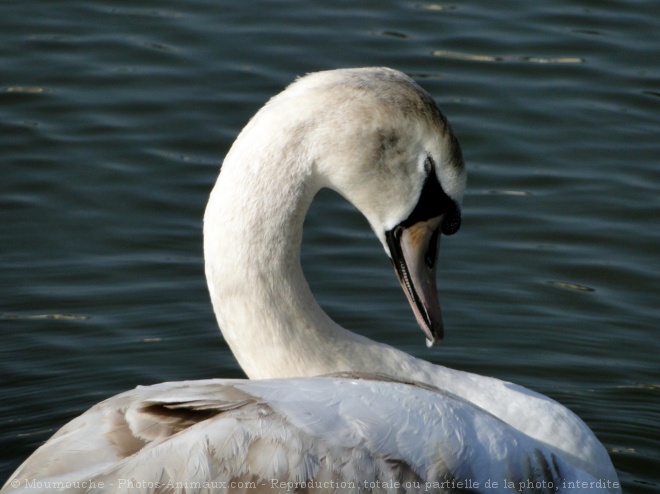 Photo de Cygne