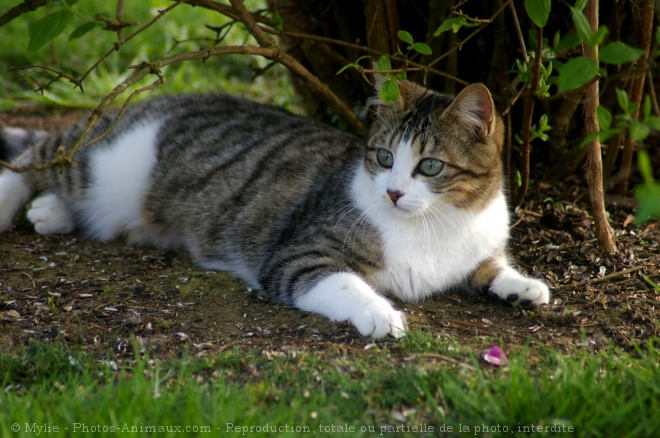 Photo de Chat domestique