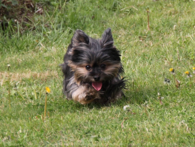 Photo de Yorkshire terrier