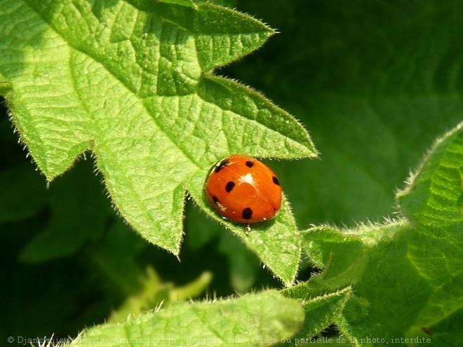 Photo de Coccinelle