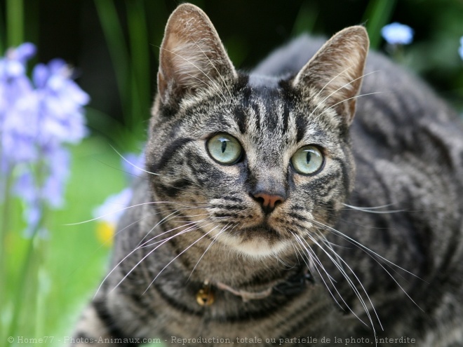 Photo de Chat domestique