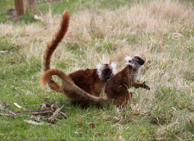 Photo de Lmurien - lmur macaco