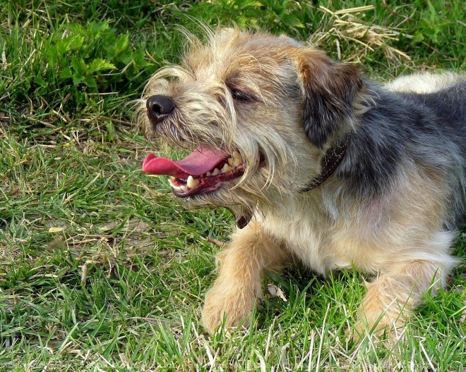 Photo de Border terrier