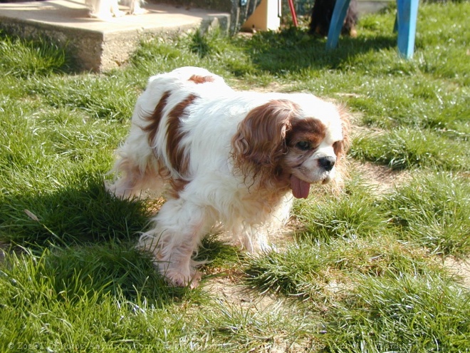 Photo de Cavalier king charles spaniel