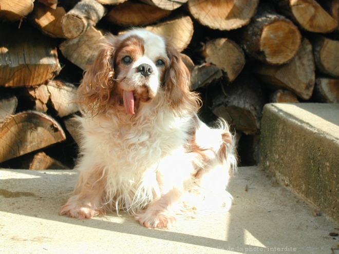 Photo de Cavalier king charles spaniel