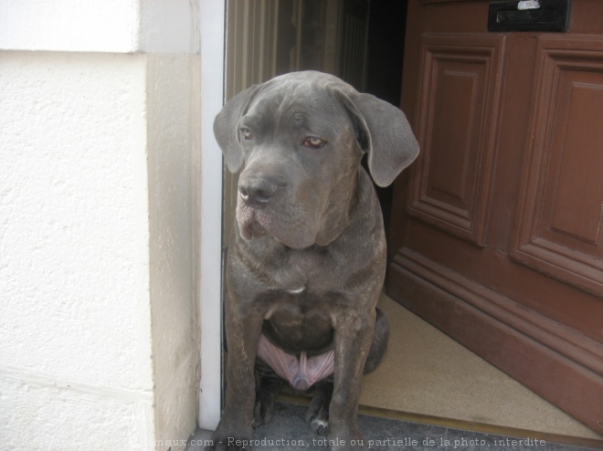 Photo de Chien de cour italien