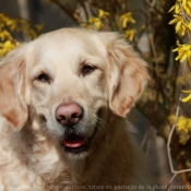 Photo de Golden retriever