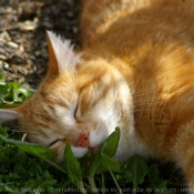 Photo de Chat domestique