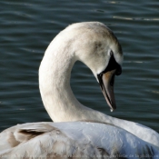 Photo de Cygne