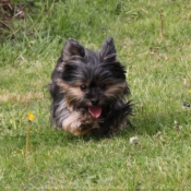 Photo de Yorkshire terrier