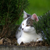 Photo de Chat domestique