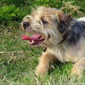 Photo de Border terrier