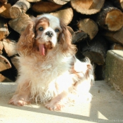 Photo de Cavalier king charles spaniel