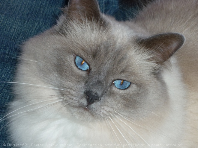 Photo de Ragdoll