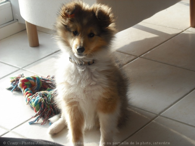 Photo de Chien de berger des shetland