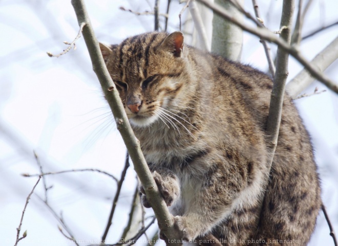 Photo de Chat viverrin  (pcheur)