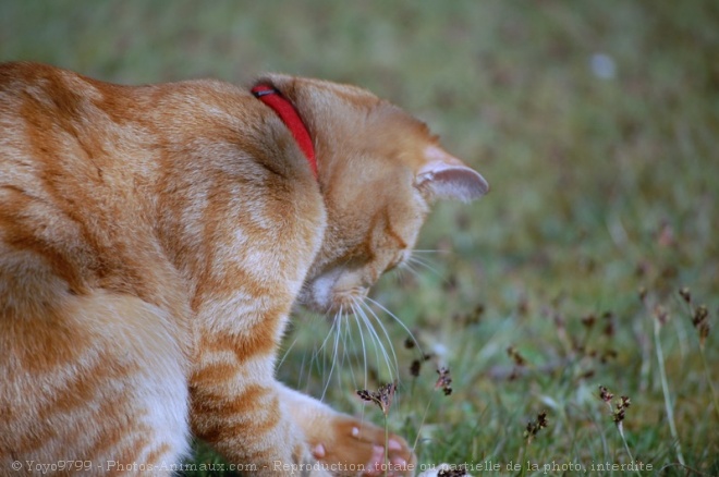 Photo de Chat domestique