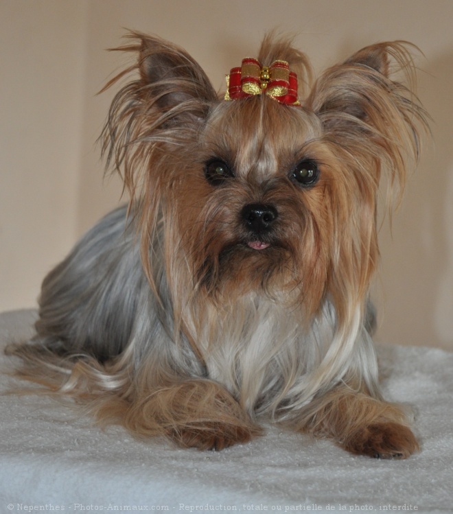 Photo de Yorkshire terrier