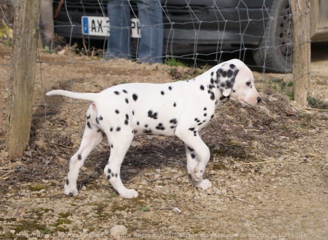 Photo de Dalmatien