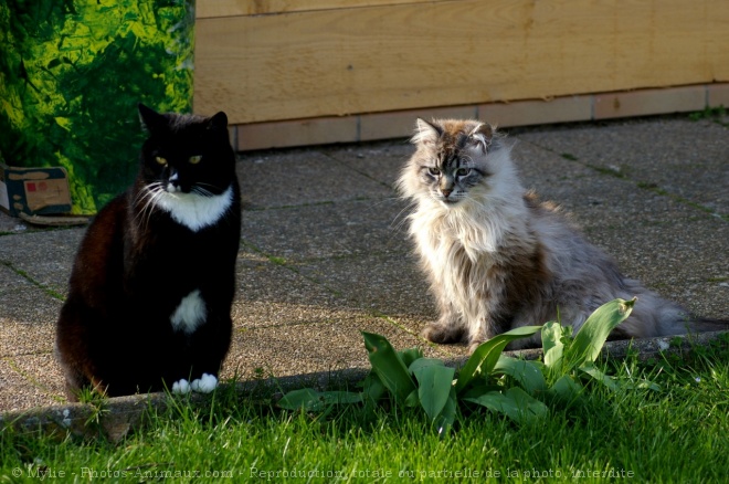 Photo de Chat domestique