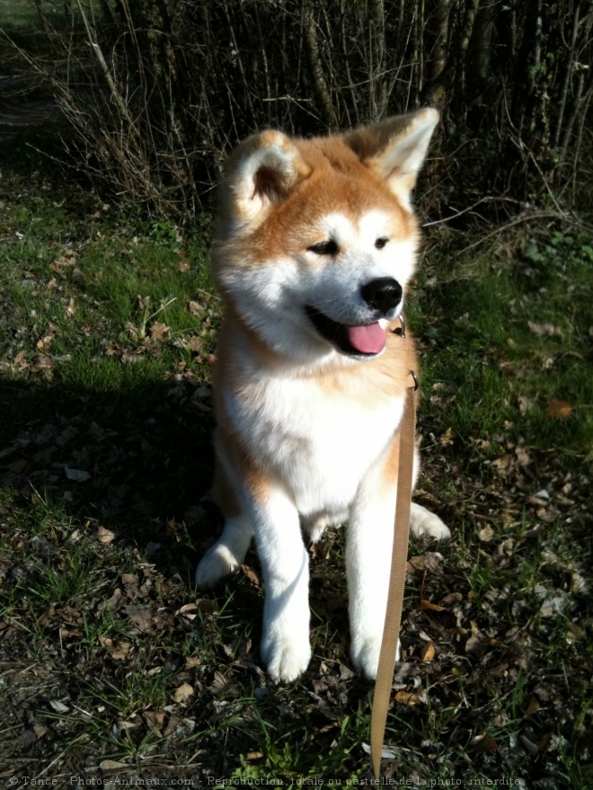 Photo d'Akita inu