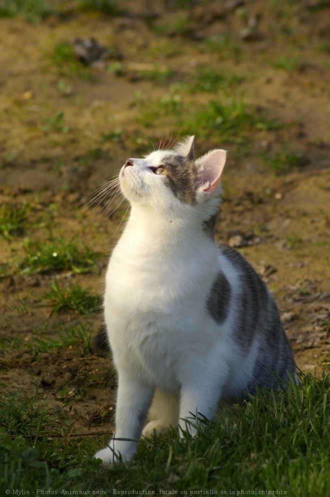 Photo de Chat domestique