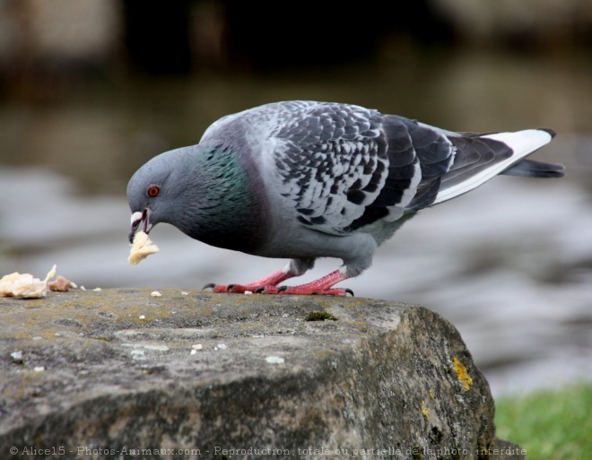 Photo de Pigeon