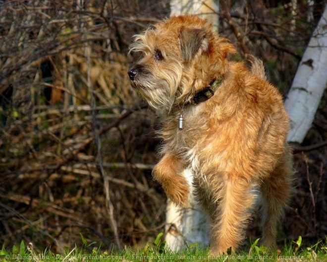 Photo de Border terrier