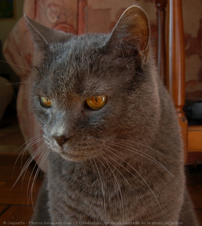 Photo de Chartreux