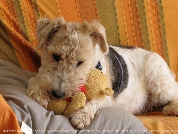 Photo de Fox terrier  poil dur