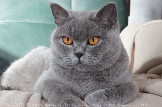 Photo de British shorthair