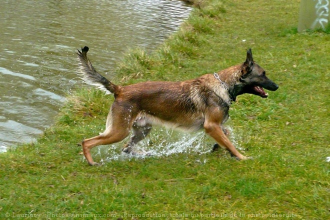 Photo de Berger belge malinois