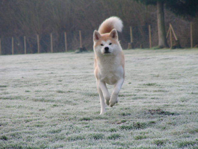 Photo d'Akita inu